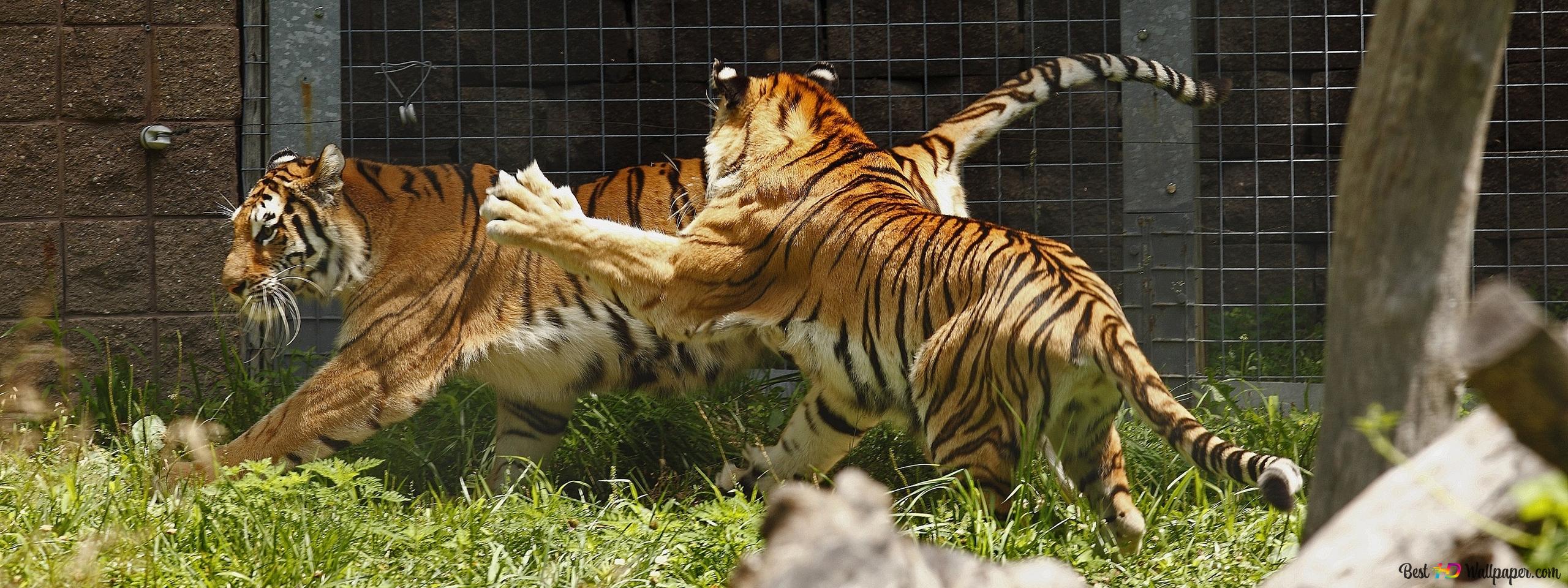zoo-tigers-playing-wallpaper-2560x960_87